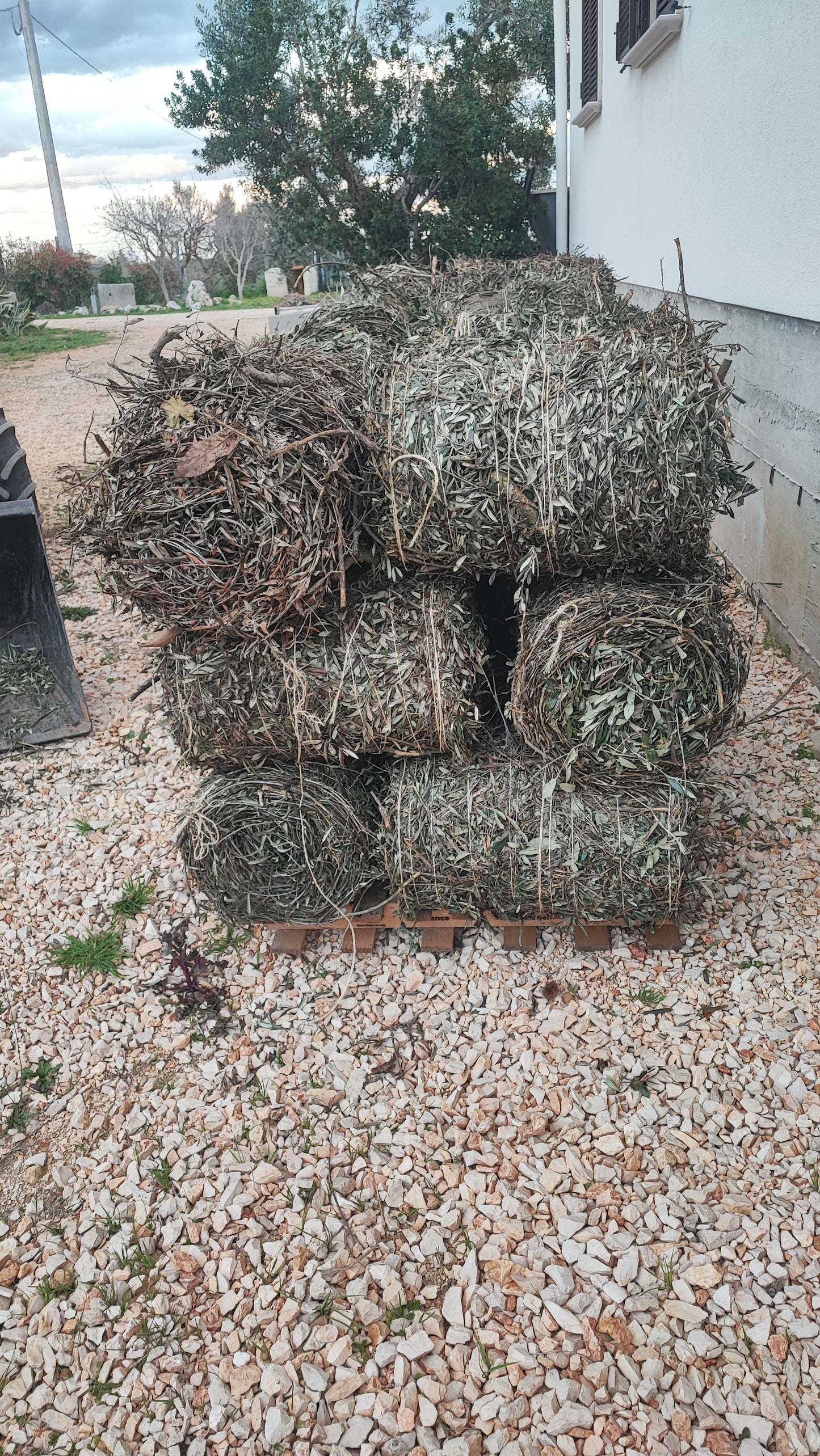 Bancale Ballette sarmenti d'ulivo 15 pz