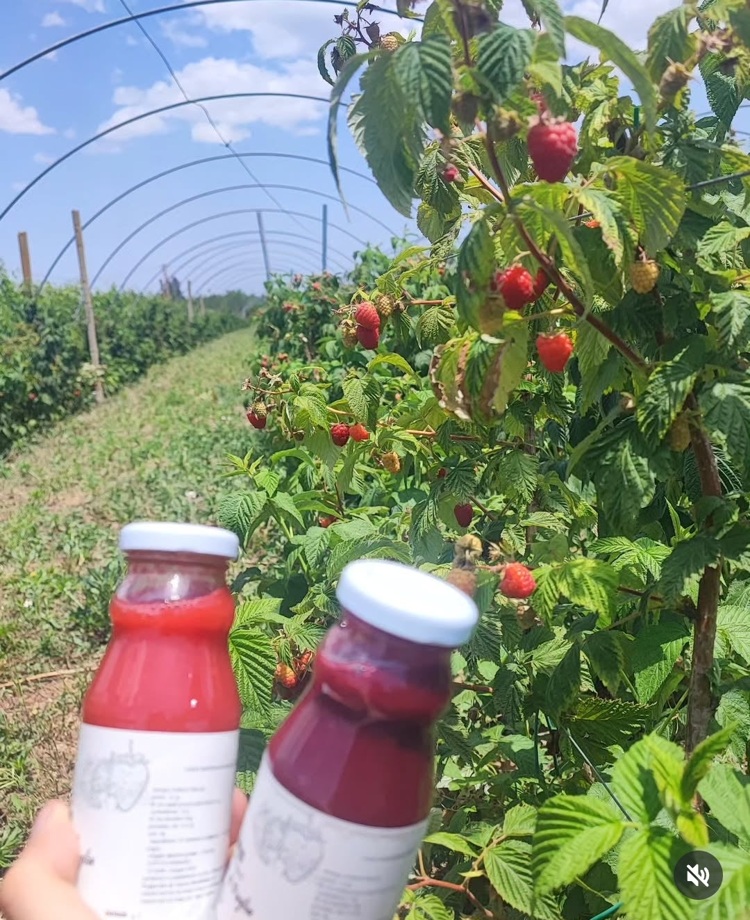 Siamo produttori di frutti di bosco 